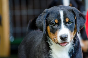 Welpen (1 von 10).jpg