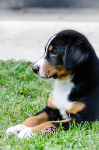 Welpen (2 von 10).jpg