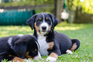 Welpen (5 von 10).jpg