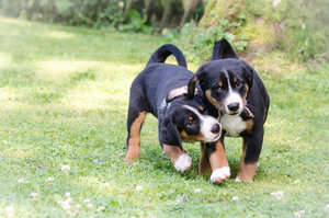 Welpen (7 von 10).jpg