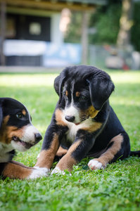 Welpen (8 von 10).jpg