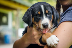 Welpen (9 von 10).jpg