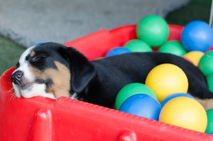 Welpen (10 von 10).jpg