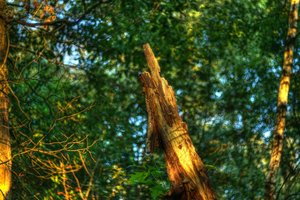 DSC04166 Nex 5r + AutoRevuenon 1,9 50mm enh mal (c) PPf.jpg