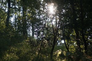 DSC04327 Nex 5r + CZJ Pancolar 1,8 50mm Zebra (c) PPf.jpg