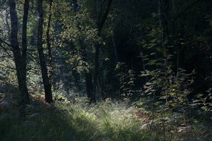 DSC04328 Nex 5r + CZJ Pancolar 1,8 50mm Zebra 29+30 fus (c) PPf.jpg