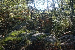 DSC04337 Nex 5r + CZJ Pancolar 1,8 50mm Zebra psf (c) PPf.jpg