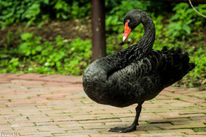 Schwan der sich fuer Flamingo hält .jpg