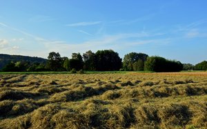 DSC_3537_bearbeitet-1 (Medium).jpg