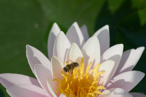 Biene im Anflug auf Seerose.jpg