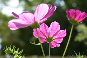 Blüte im Gegenlicht.jpg