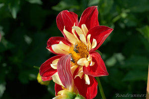 Blüte mit Besucher.jpg