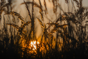 IMG_2234.jpg IMG_2234.jpg