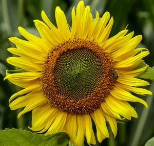 comp_Sonnenblume-7075.jpg comp_Sonnenblume-7075.jpg