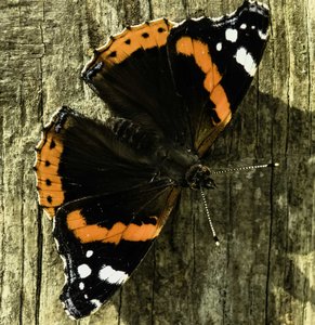 comp_Schmetterling-17130.jpg