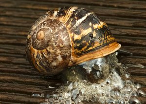 comp_Schnecke-7184.jpg