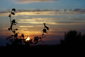 DSC04408pef (c) PPf.jpg