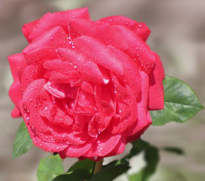 Rose mit Tropfen 18.8.14c.jpg