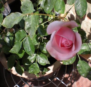 Röschen 15.6.201.jpg