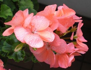 Begonie rose 18.8.14.jpg