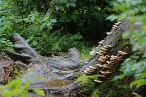 DSC04430 Nex 5r + Soligor 2,0 135mm aus raw psf (c) PPf.jpg