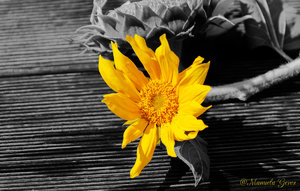 sonnenblume-sw.jpg