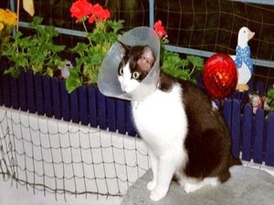 Merlin mit Kratzschutz (Photoimpact).jpg