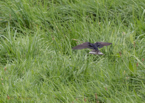 IMG_3469.jpg IMG_3469.jpg