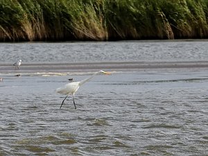 SilbReih_filtered.jpg SilbReih_filtered.jpg