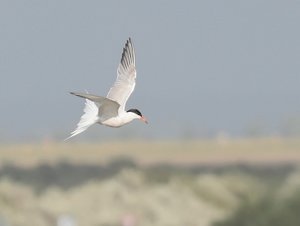 Seeschwalb1_filtered.jpg Seeschwalb1_filtered.jpg