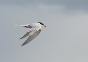 Seeschwalb.jpg Seeschwalb.jpg