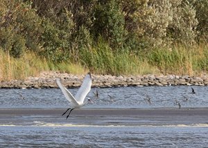 LöfflerRPfeif.jpg LöfflerRPfeif.jpg