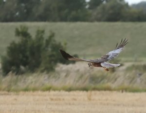 RWeihe1_filtered.jpg RWeihe1_filtered.jpg