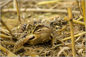Frosch_7119.jpg