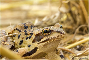 Froschauge_7125.jpg