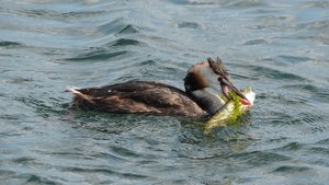 comp_DSC_3081.jpg comp_DSC_3081.jpg