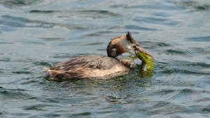 comp_DSC_3086.jpg comp_DSC_3086.jpg