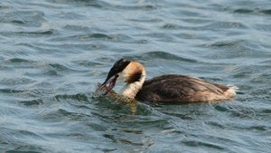 comp_DSC_3091.jpg comp_DSC_3091.jpg