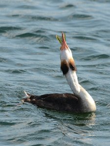 comp_DSC_3098.jpg comp_DSC_3098.jpg