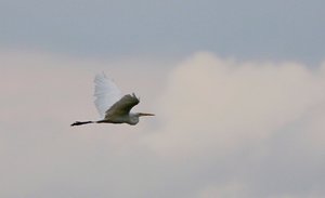 IMG_3896-220.jpg IMG_3896-220.jpg