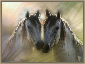 comp_Weiße Pferde.jpg