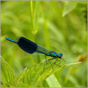 Prachtlibelle_Gebaendert_7194.jpg Prachtlibelle_Gebaendert_7194.jpg