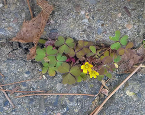 P1020002 ä Kopie.jpg