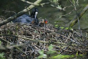 klein5_1000.jpg klein5_1000.jpg