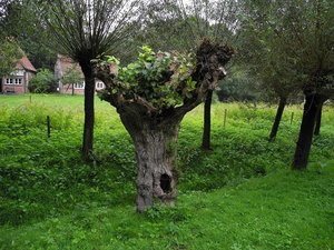 Baum im Mühlenhof 26.8.14.jpg