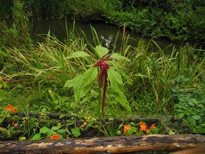 Pflanze im Mühlenhof Münster 26.8.14.jpg