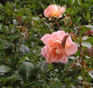 Röschen in Münster 26.8.14.jpg