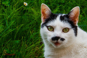 Tiere 270814-1-2.jpg