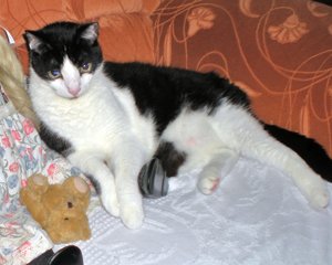 Merlin15.8.2014 II.jpg