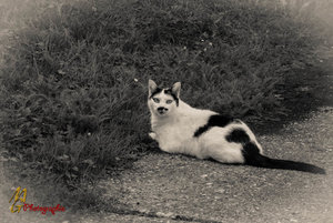 Tiere 270814-1-3.jpg